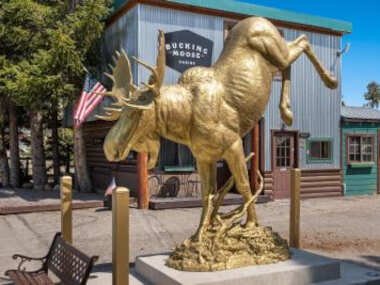The Bucking Moose